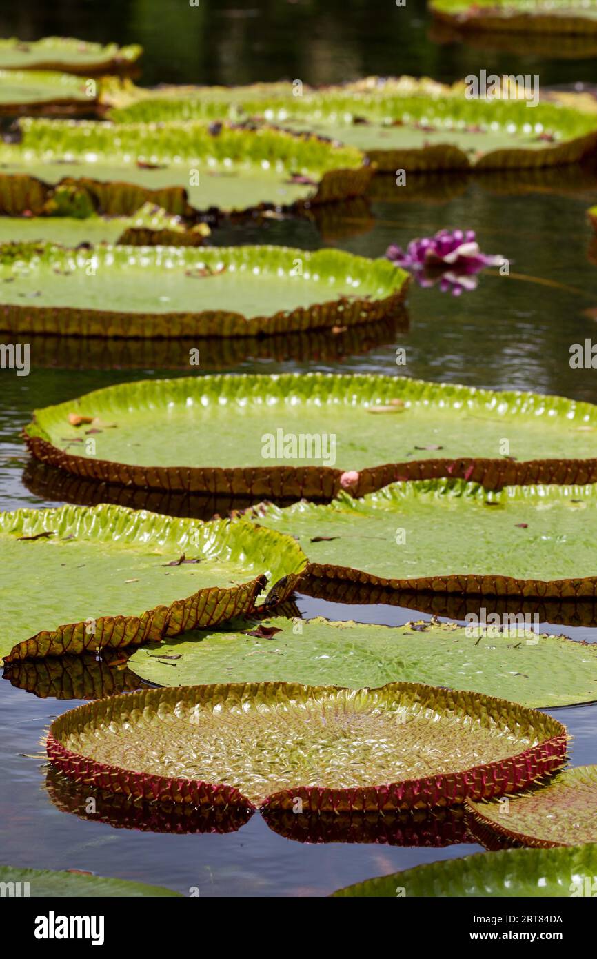 Giant water lilies in the botanical garden in Pamplemousses, Mauritius Stock Photo