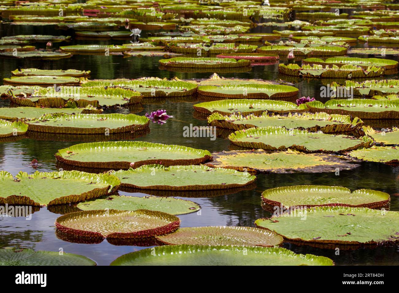 Giant water lilies in the botanical garden in Pamplemousses, Mauritius Stock Photo
