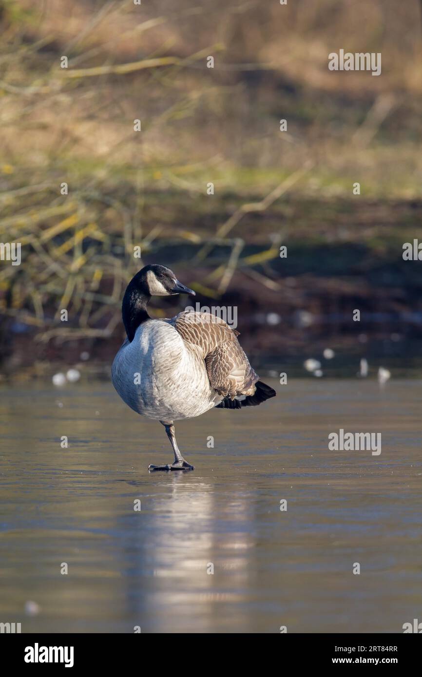 Goose frankfurt hi res stock photography and images Alamy