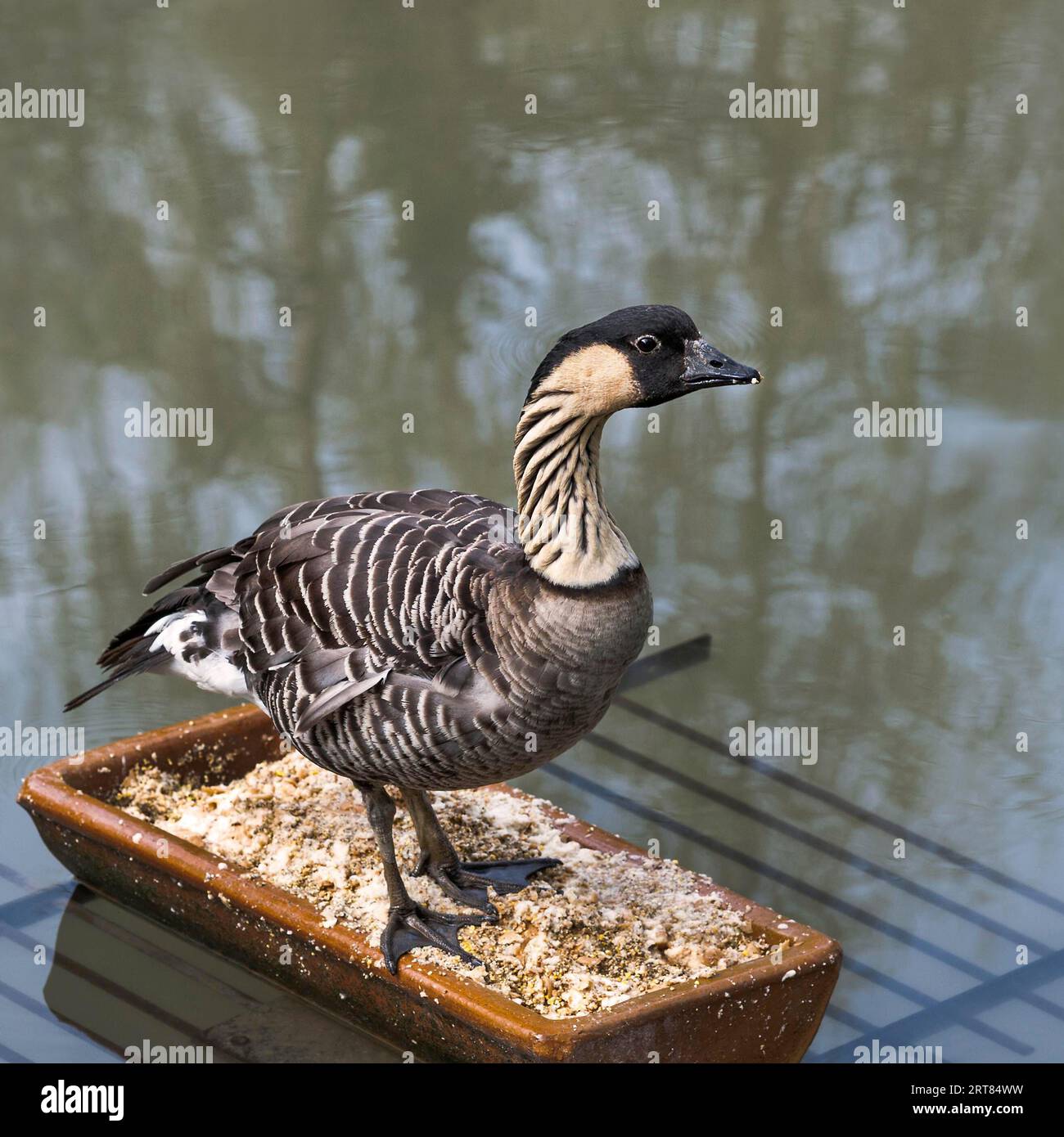 Bean goose at the feeding trough Stock Photo Alamy