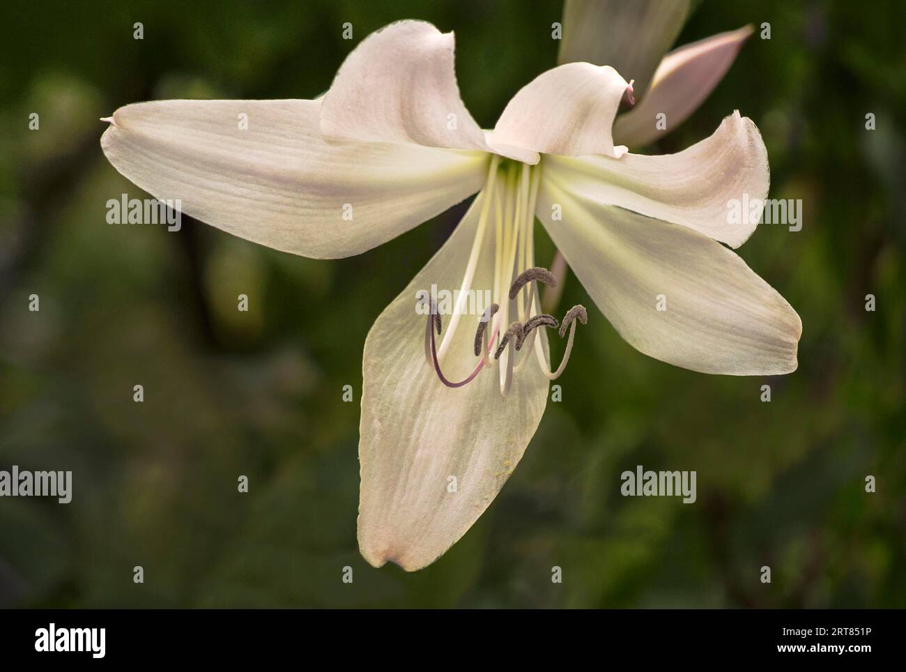 The hook lilies are a genus of plants within the Amaryllis family. The approximately 65 (up to 130) species are distributed in the coastal areas of Stock Photo