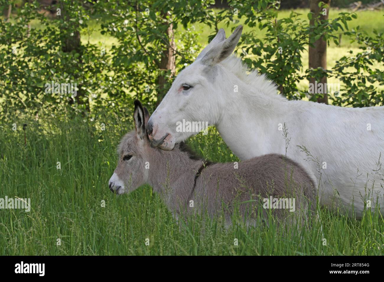 Donkey mare with her foal Stock Photo - Alamy