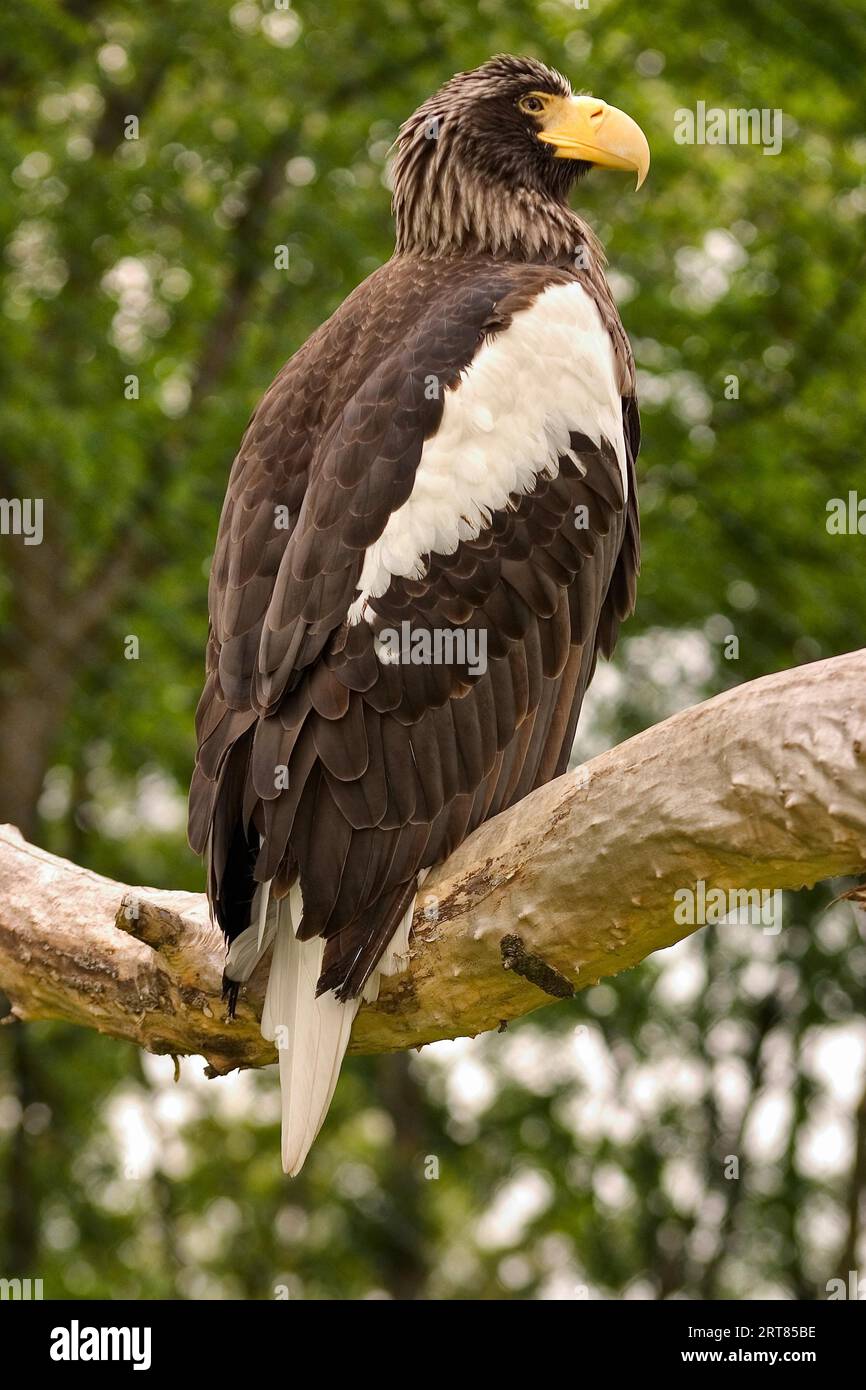Giant white tailed eagle hi-res stock photography and images - Alamy