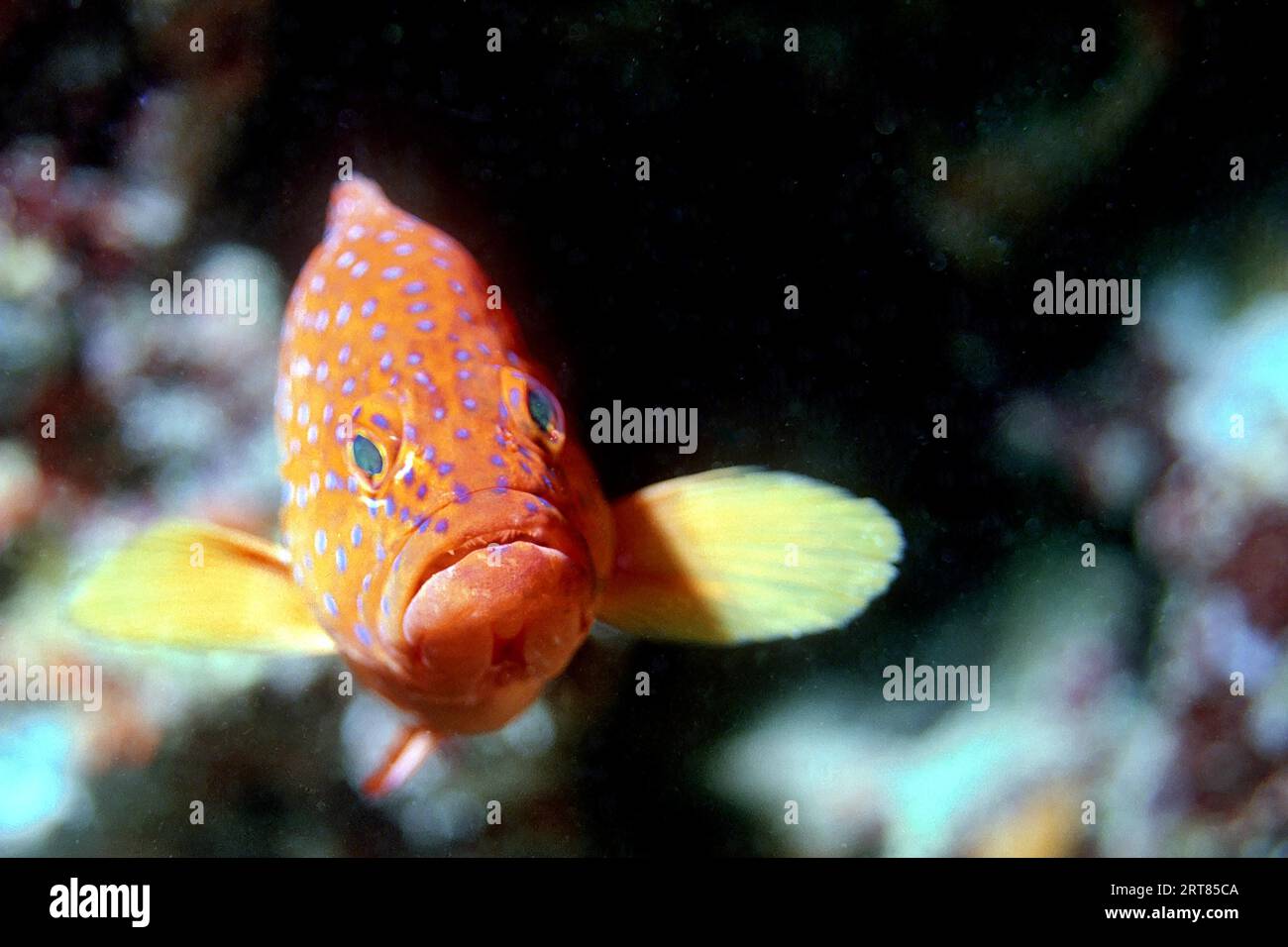 Jewel Grouper, Indian Ocean Maldives Stock Photo - Alamy
