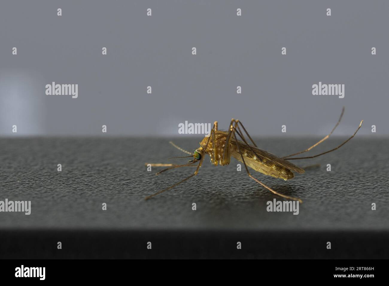Close up of annoying small mosquito sitting on top of black computer monitor in home office deviating from doing work Stock Photo
