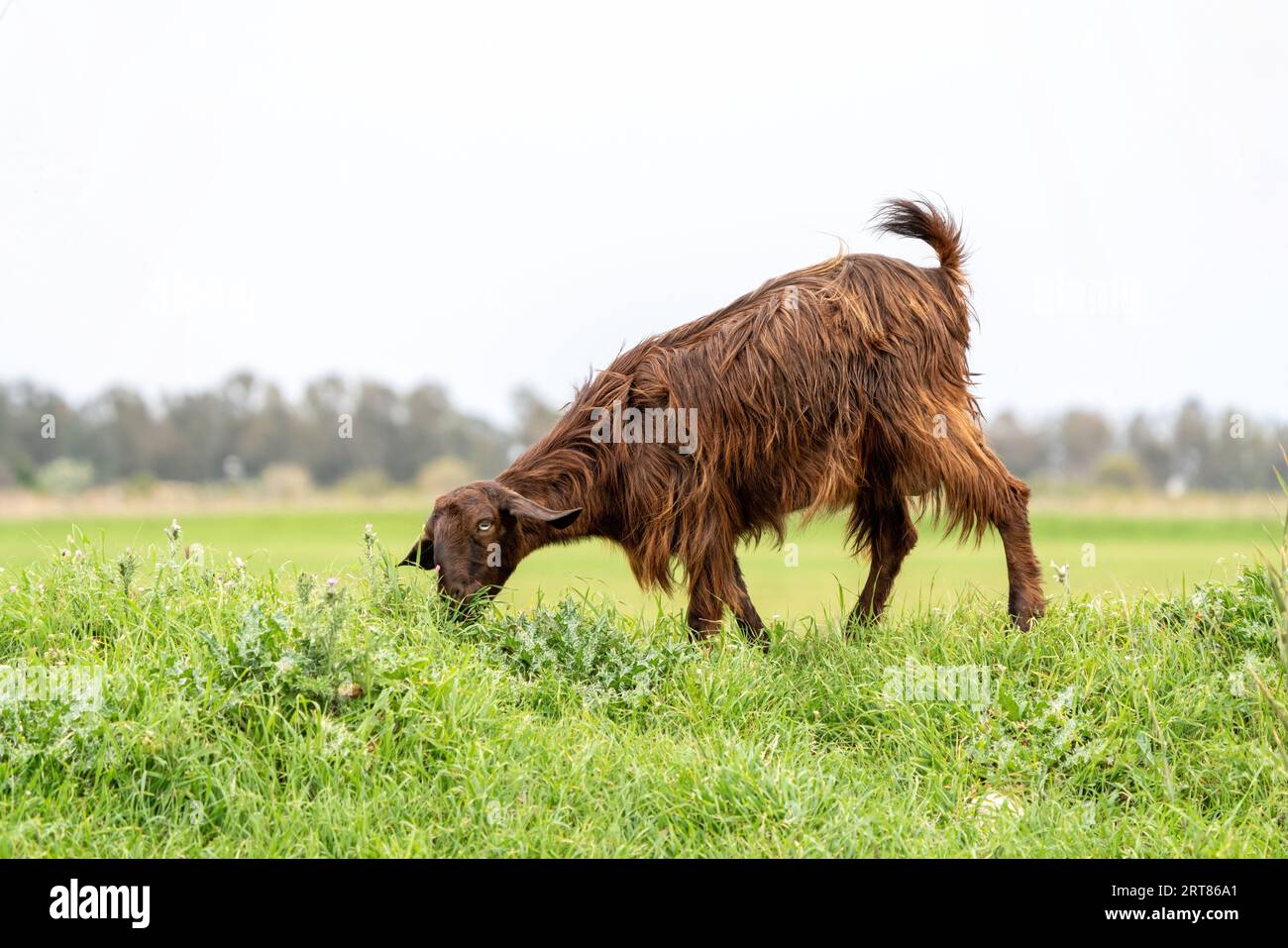 A goat grazing with its herd. Stock Photo