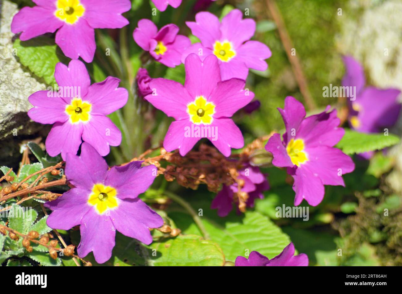 Spring flowering panicles saxifrage Stock Photo