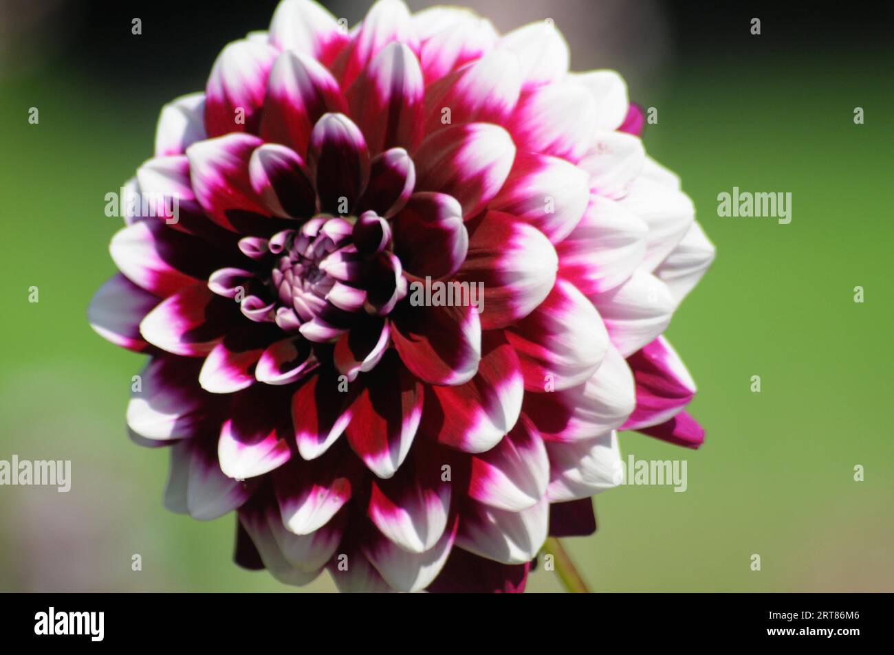 Blossom dahlia hi-res stock photography and images - Alamy