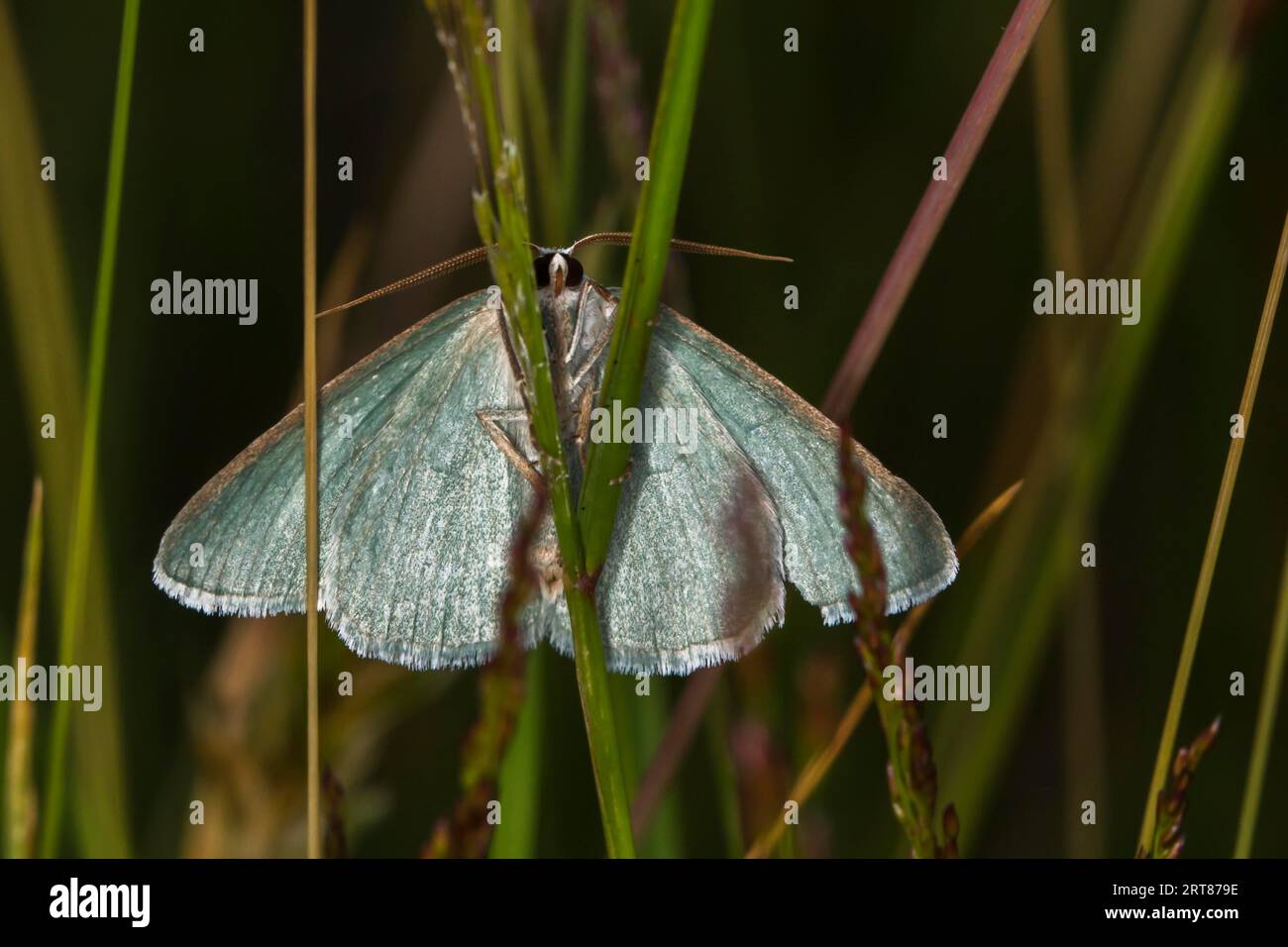 A broom-green moth at rest, A grass emerald on a grass-stock Stock Photo