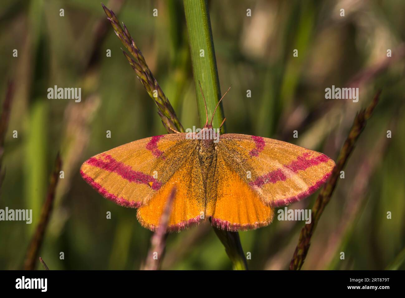 Dock purple moth is sitting on a grass-stalk, A purple-barred yellow is sitting on a grass-stalk Stock Photo