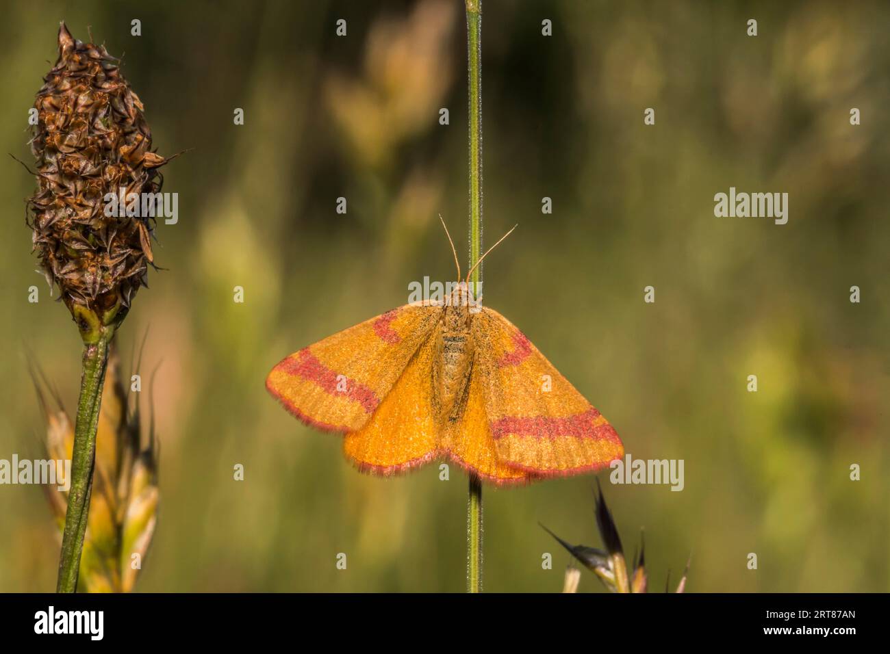 Dock purple moth is sitting on a grass-stalk, A purple-barred yellow is sitting on a grass-stalk Stock Photo