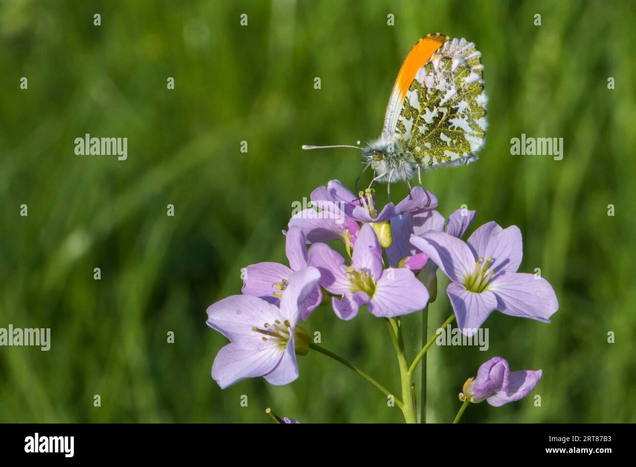 An Aurora butterfly on a flower meadow, An orange tip-buterfly on a flower Stock Photo