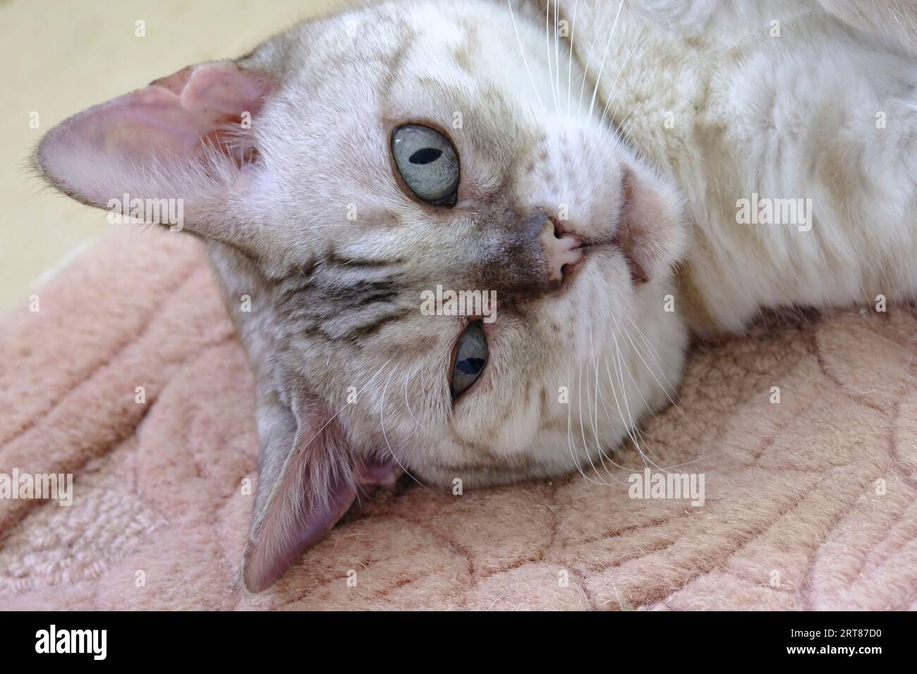 Adult female Snow Rosette Bengal Cat relaxed on rug and looking directly at the camera Stock Photo