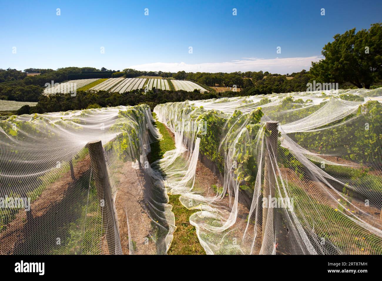 Vines of wine grapes under netting towards end of season in the