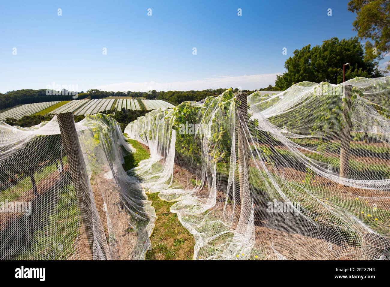 Vines of wine grapes under netting towards end of season in the