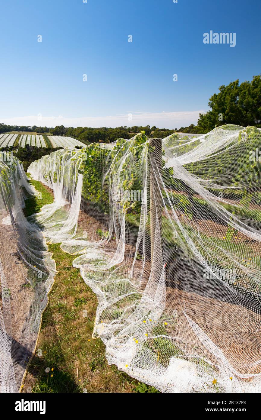 Vines of wine grapes under netting towards end of season in the