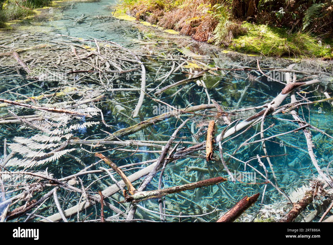 Acidic sulphur pools in the Redwoods forest park, Whakarewarewa, Rotorua, New Zealand Stock Photo