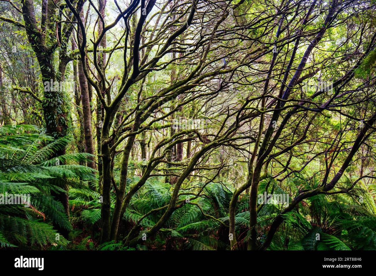 Beech Forest landscape in Cape Otway in Victoria, Australia Stock Photo