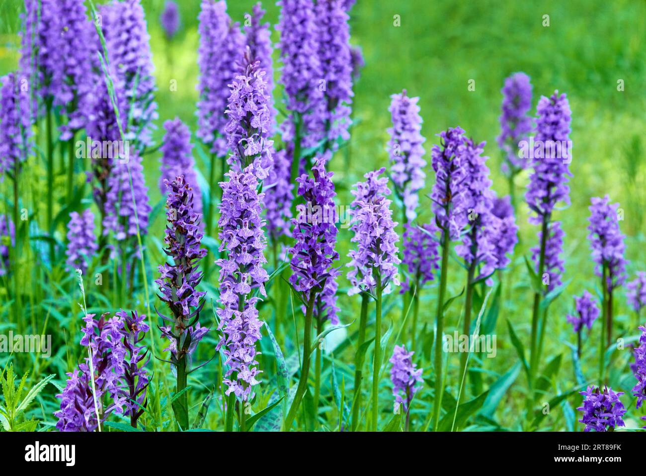 Purple wild flowers for bees Stock Photo - Alamy