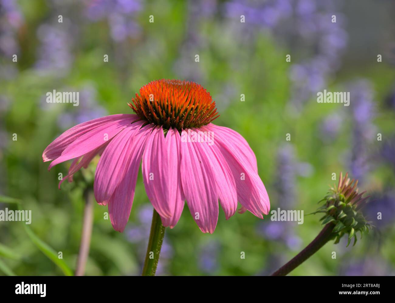 Closeup of a perfect Purple Coneflower in spring sunlight with green and purple background Stock Photo