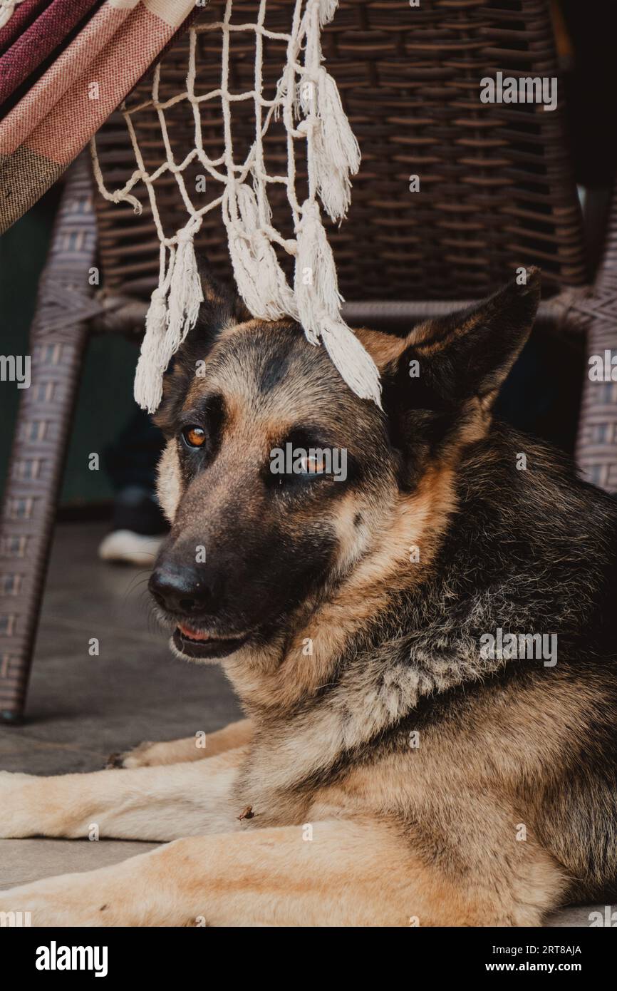 cute dog profile under the hammock Stock Photo