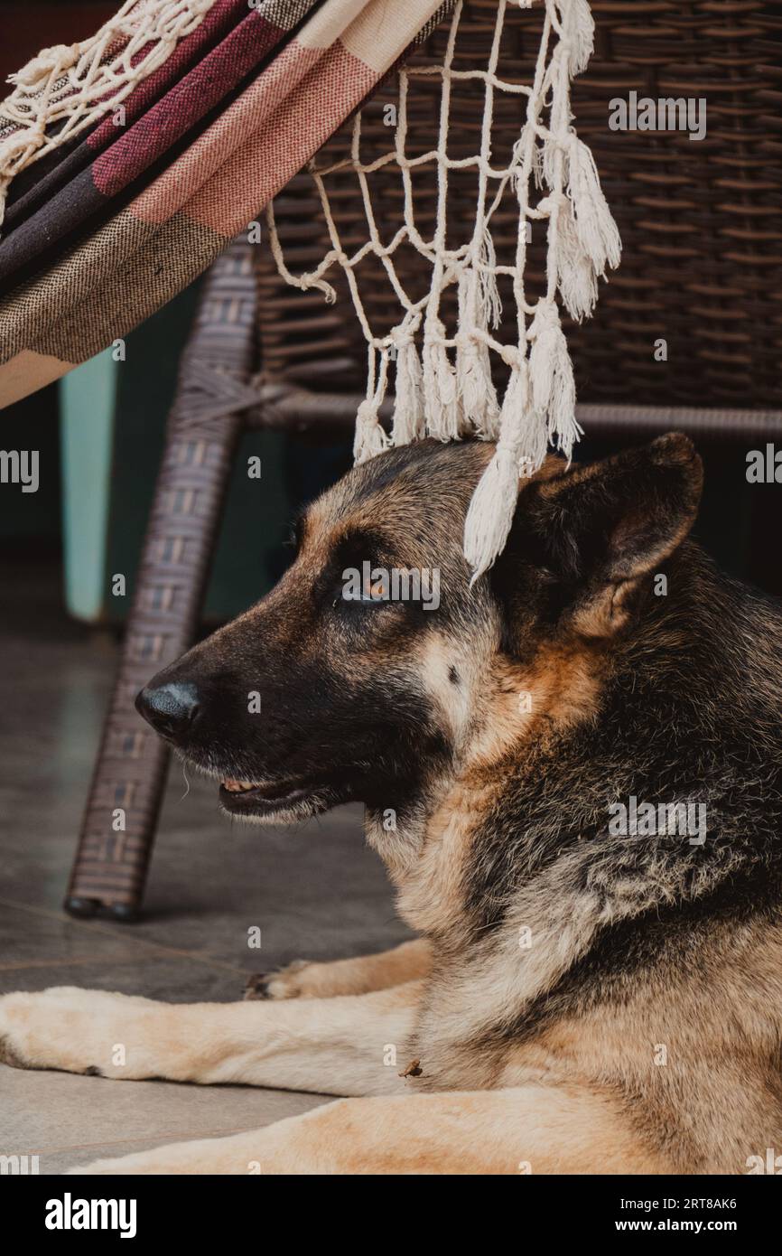 dog profile under a hammock Stock Photo