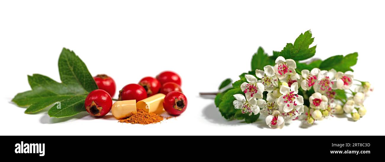 Hawthorn powder as a dietary supplement Stock Photo