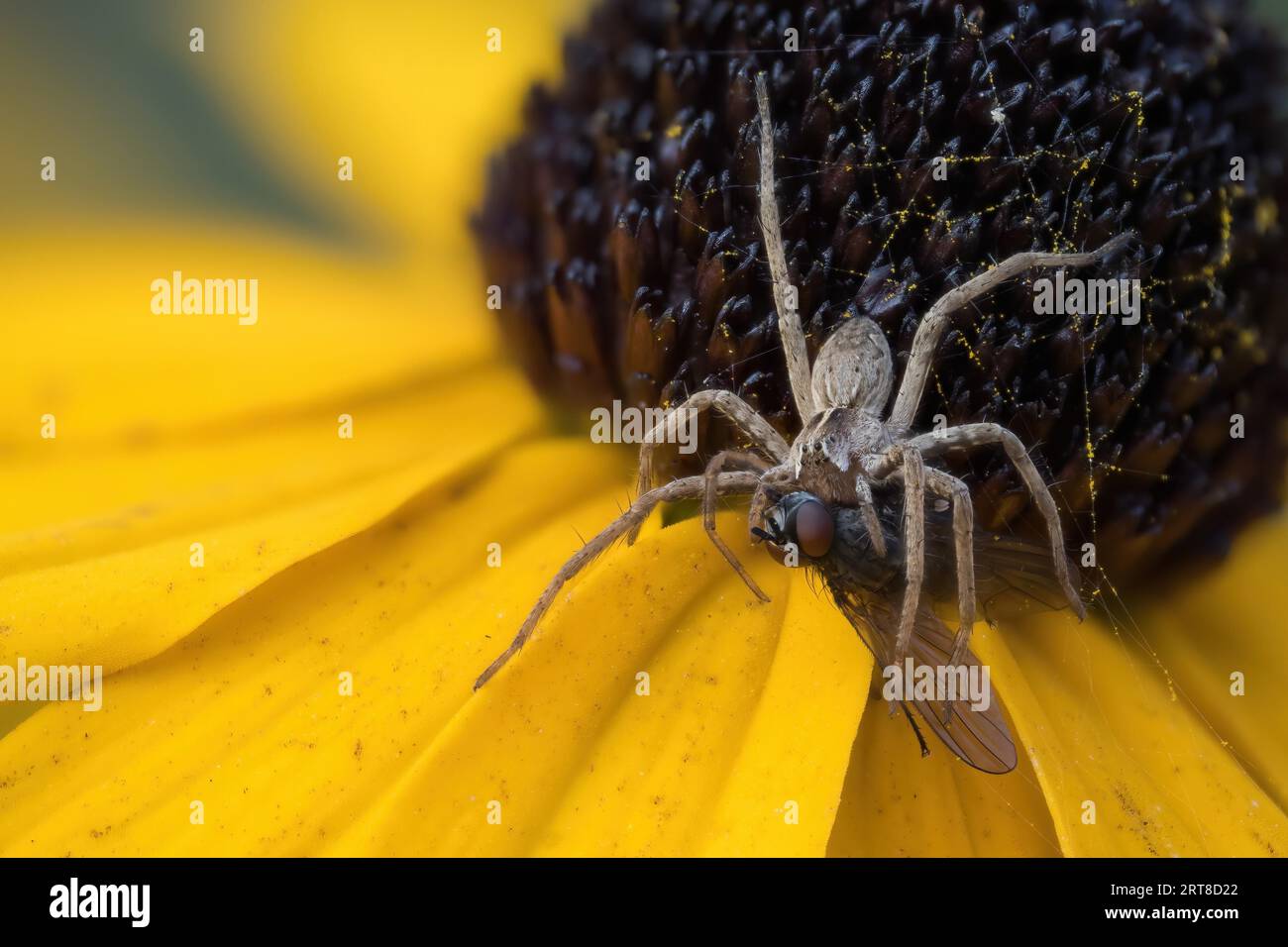 Nursery web spider (Pisaura mirabilis) with victim on yellow coneflower (Rudbeckia fulgida), Hesse, Germany Stock Photo