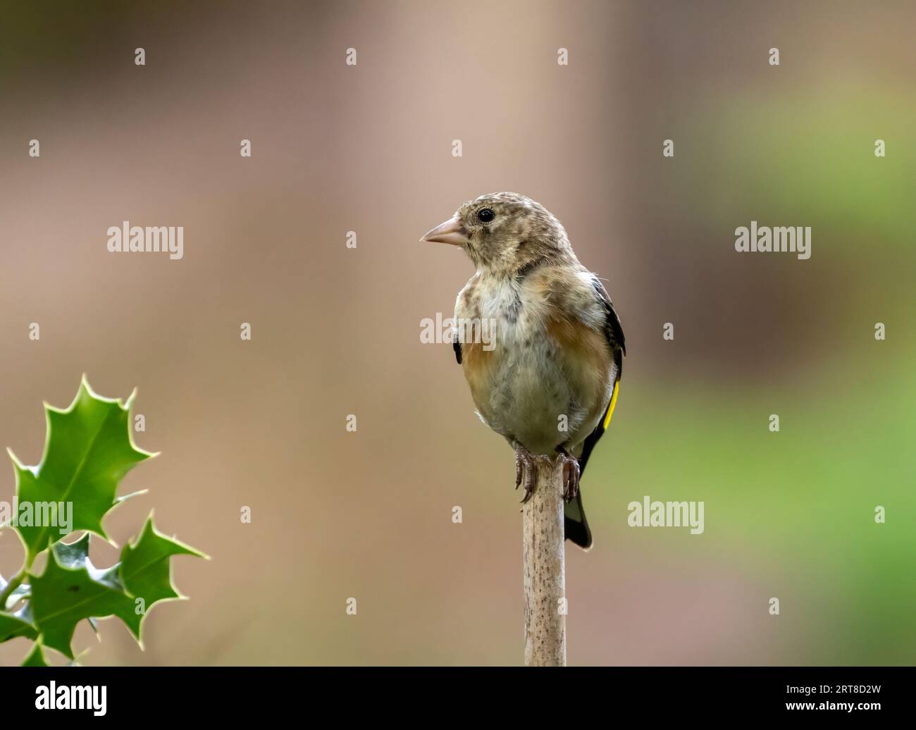 Juvenile goldfinch bid perched on a stick in the woodland with natural forest background Stock Photo