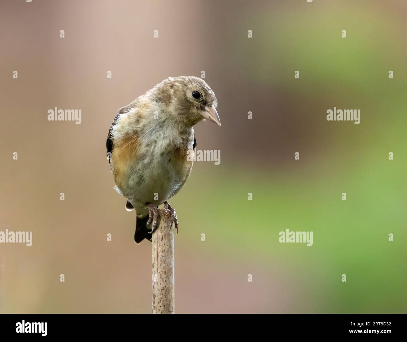 Juvenile goldfinch bid perched on a stick in the woodland with natural forest background Stock Photo