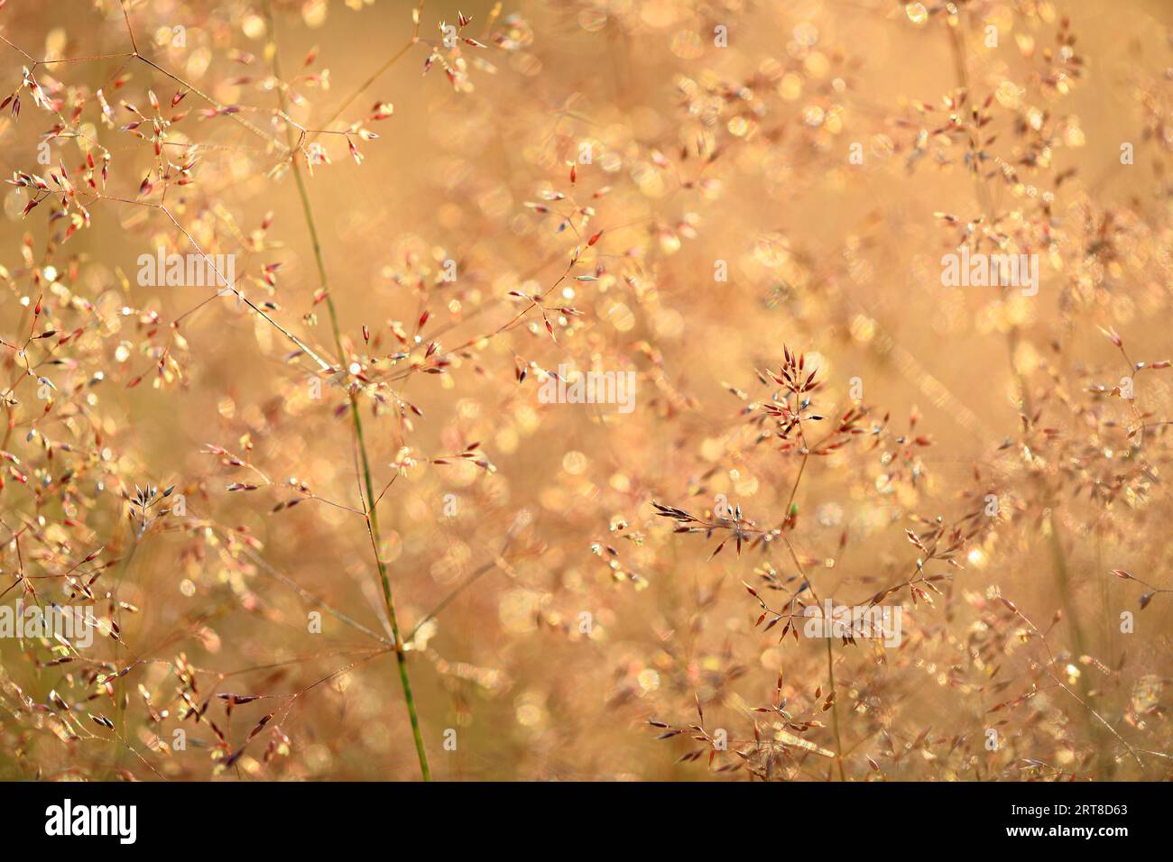 Wavy hair-grass (Deschampsia flexuosa), true grasses (Poaceae), Mengen, Baden-Wuerttemberg, Germany Stock Photo