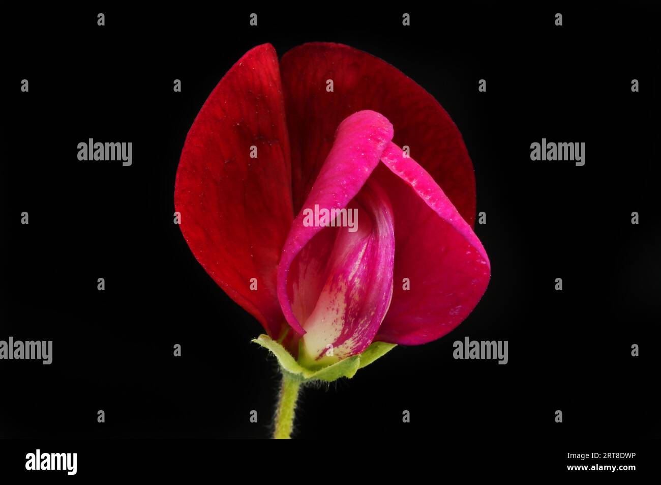 Single sweet pea flower, Lathyrus odoratus, isolated against black Stock Photo