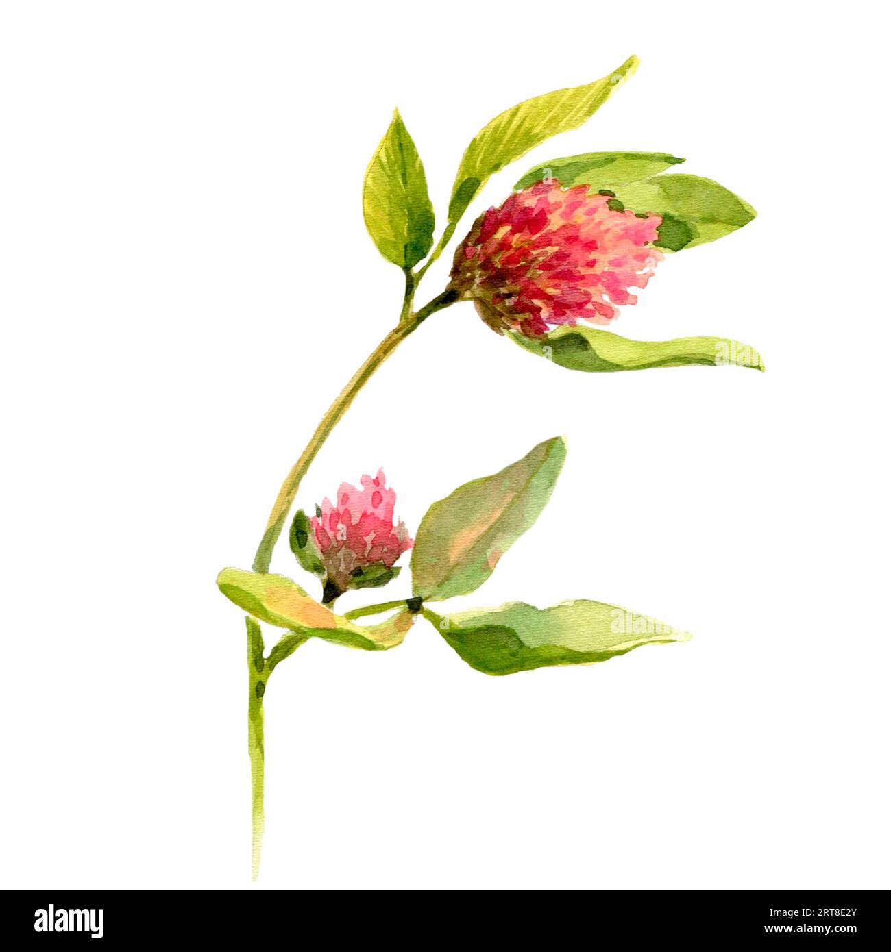 Set of clover isolated on white background. Botanical Illustration in ...