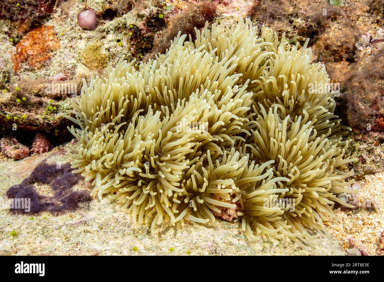 Sea anemone sebae anemone (Heteractis crispa) lives on sandy seabed sandy seabed in temperate marine depth off coral block in coral reef, Pacific Stock Photo