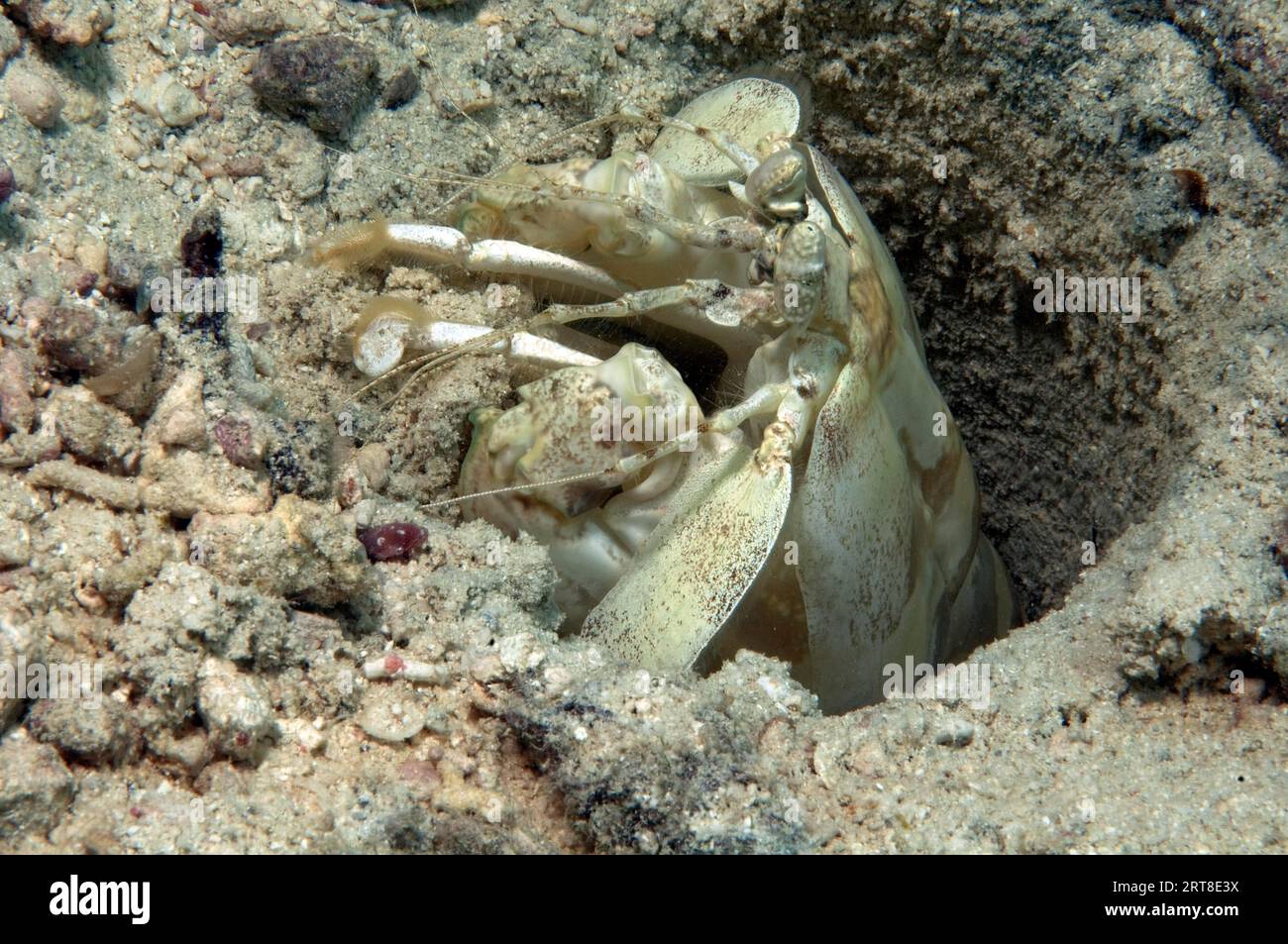 West Atlantic mantis shrimp (Squilla empusa) Mantis shrimp shovels sand from living burrow, Pacific Ocean, Caroline Islands, Yap Island, Yap State Stock Photo