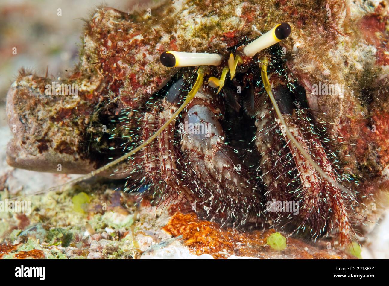 Close-up of reef hermit crab (Dardanus lagopodes) looking directly at viewer, Pacific Ocean, Caroline Islands, Yap Island, Yap State, Federated Stock Photo
