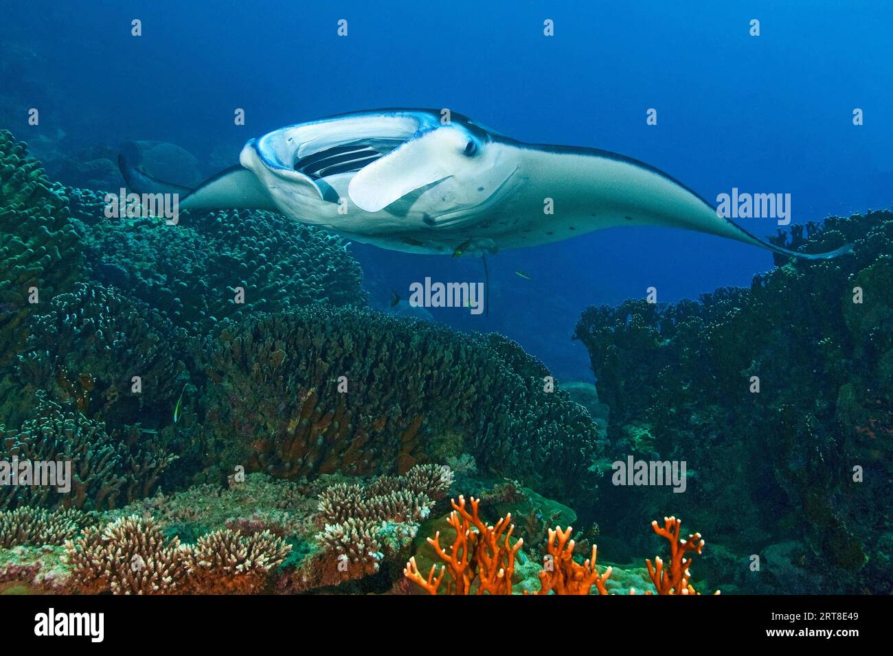 Symbiotic behaviour Symbiosis of reef manta ray (Manta alfredi) Manta ray hovers at waits over cleaner wrasse (Labroides dimidiatus) cleaner wrasse Stock Photo