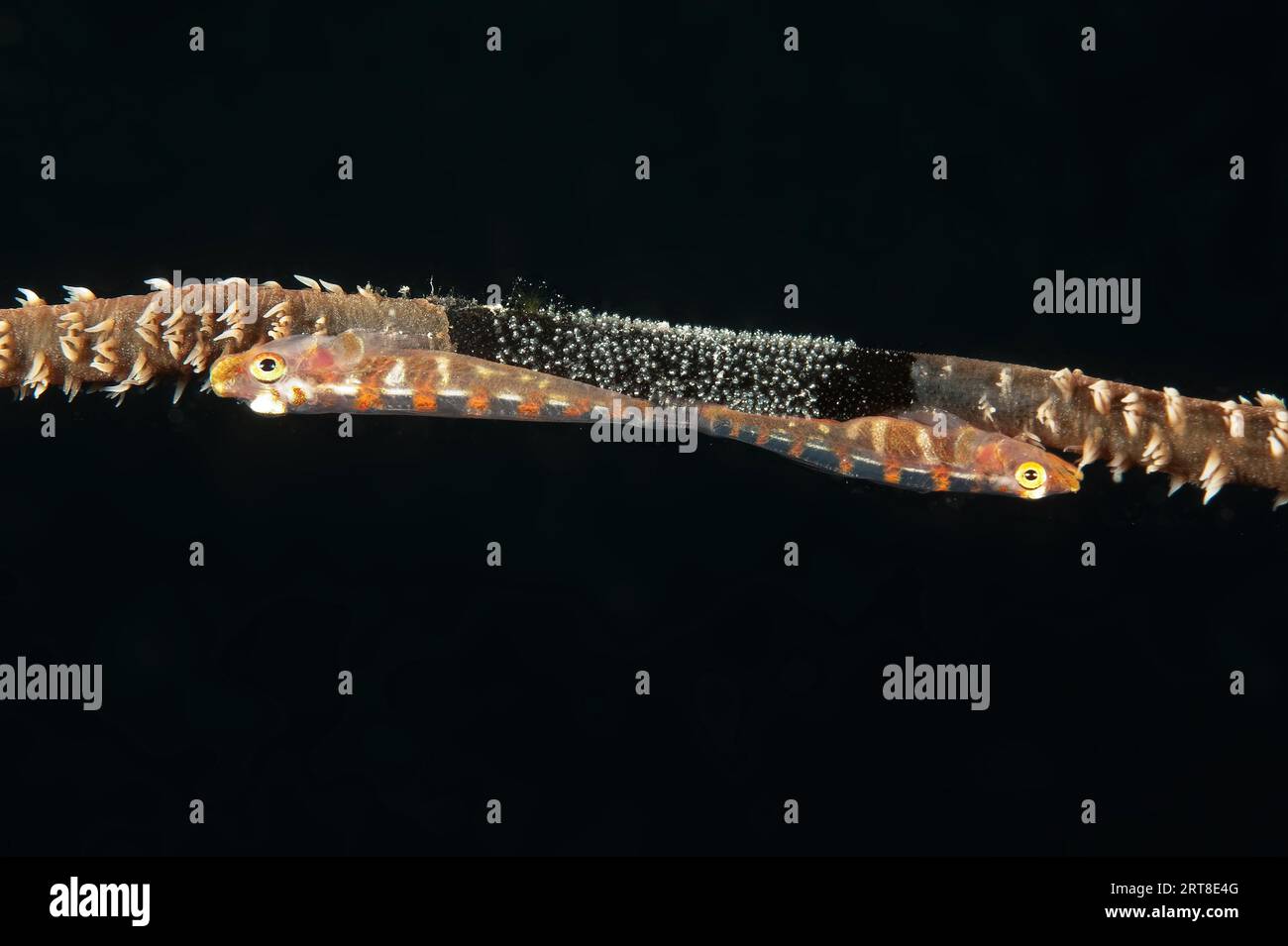 Extreme close-up of pair of wire coral goby (Bryaninops amplus) White-striped sea whip goby guarding has laid clutch of eggs on wire coral whip coral Stock Photo