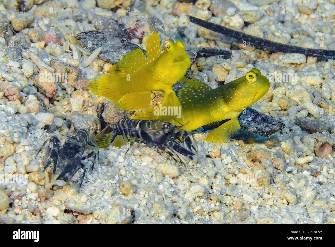 Symbiotic behaviour of pair of yellow prawn-goby (Cryptocentrus cinctus) and pair of marbled firecracker (Alpheus rapax) lying in front of living Stock Photo