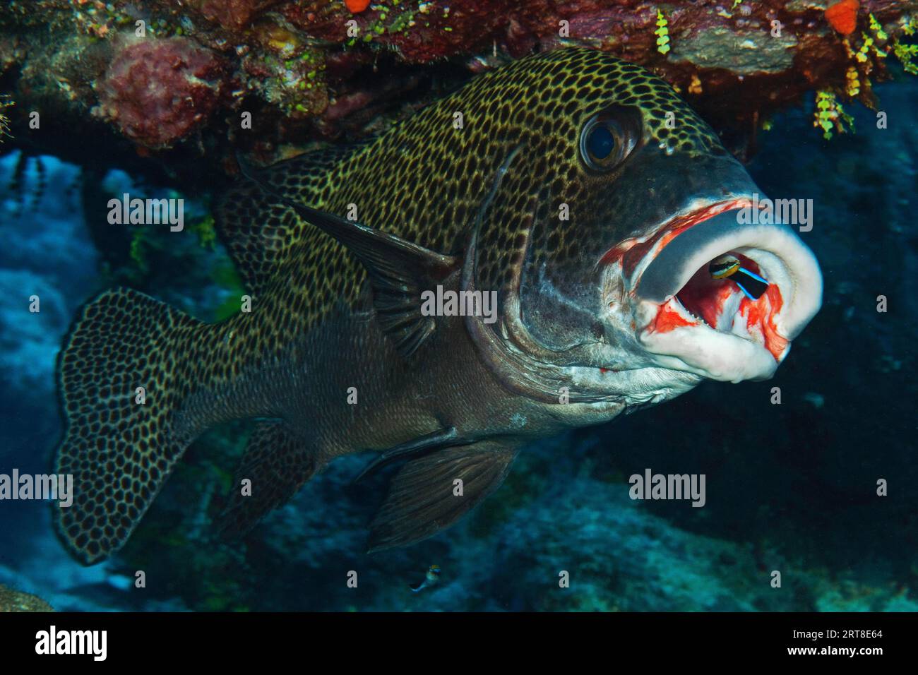 Harlequin sweetlip (Plectorhinchus chaetodonoides) are cleared of parasites by cleaner wrasse (Labroides dimidiatus) with their mouths open, Pacific Stock Photo