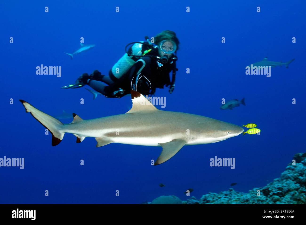 Diver looking at golden trevally (Gnathanodon speciosus) Yellow pilot