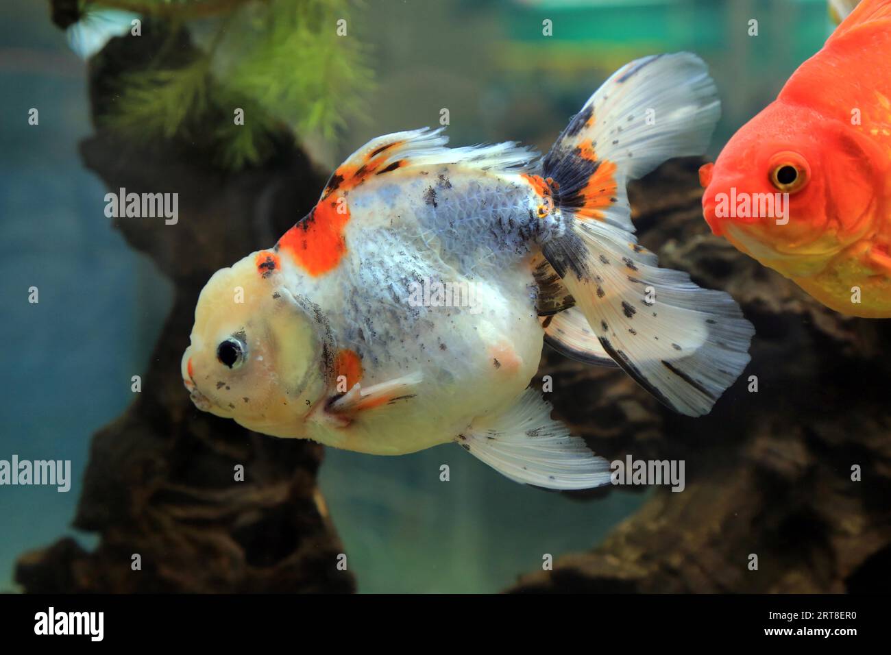 Oranda goldfish (Carassius auratus) and red ryukin Stock Photo