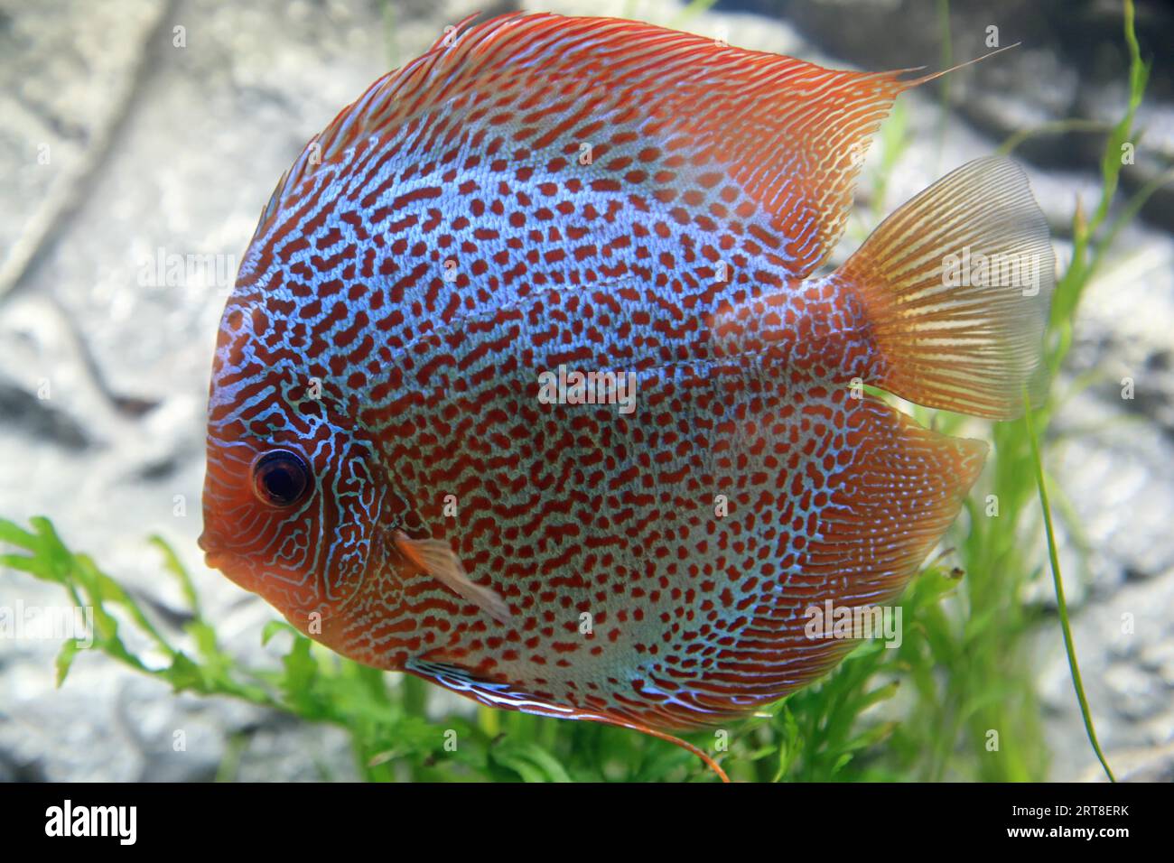 Discus fish (Symphysodon), Discus fish aequifasciatus Stock Photo