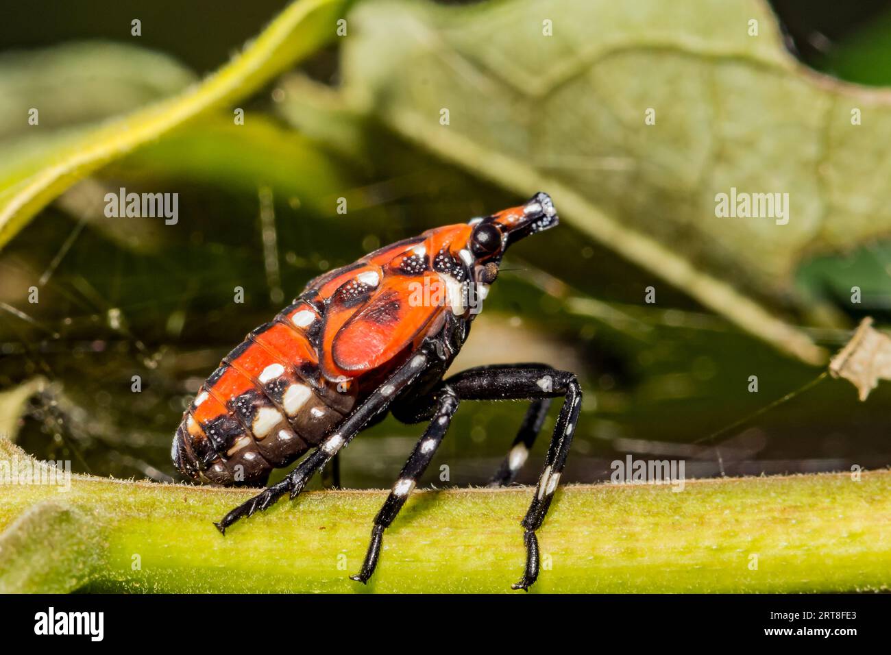 Spotted Lanternfly - Lycorma delicatula Stock Photo