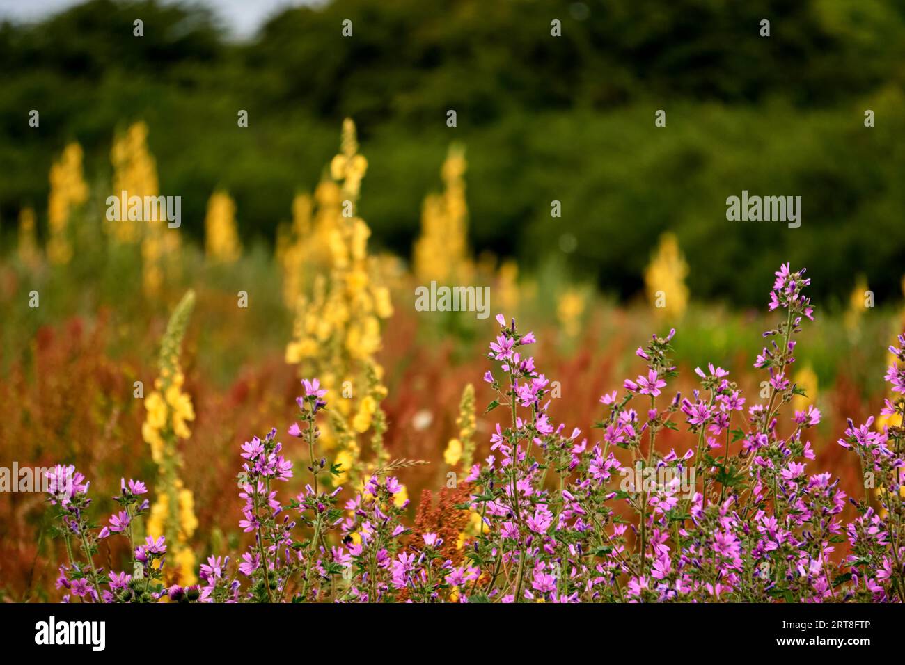 Pink mallow in front of yellow mullein meadow Stock Photo