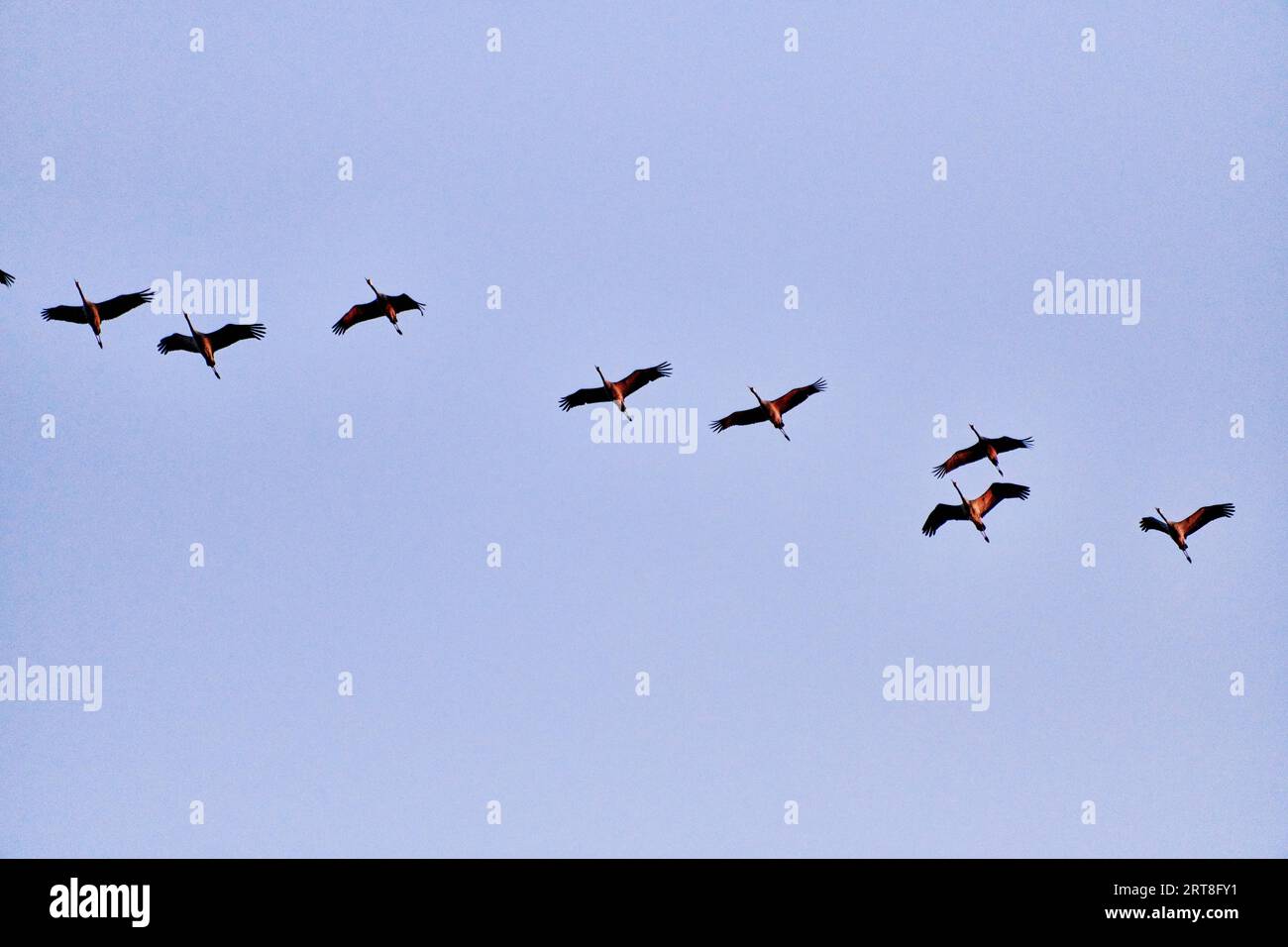 Flock of cranes flying to place to sleep Stock Photo