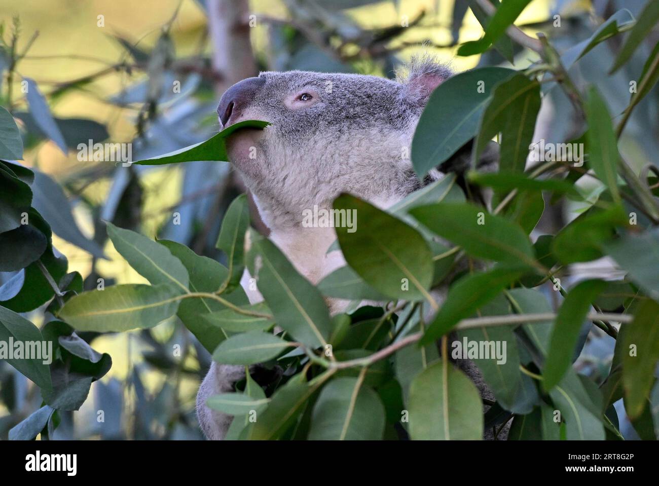 Koala (Phascolarctos cinereus), eats eucalyptus, animal behaviour, captive, Baden-Wuerttemberg, Germany Stock Photo