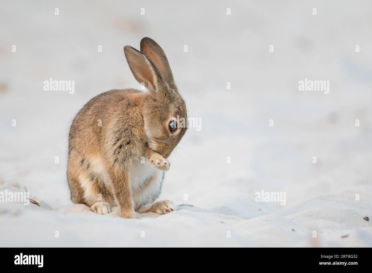 European rabbit (Oryctolagus cuniculus) cleaning itself in sand dune ...