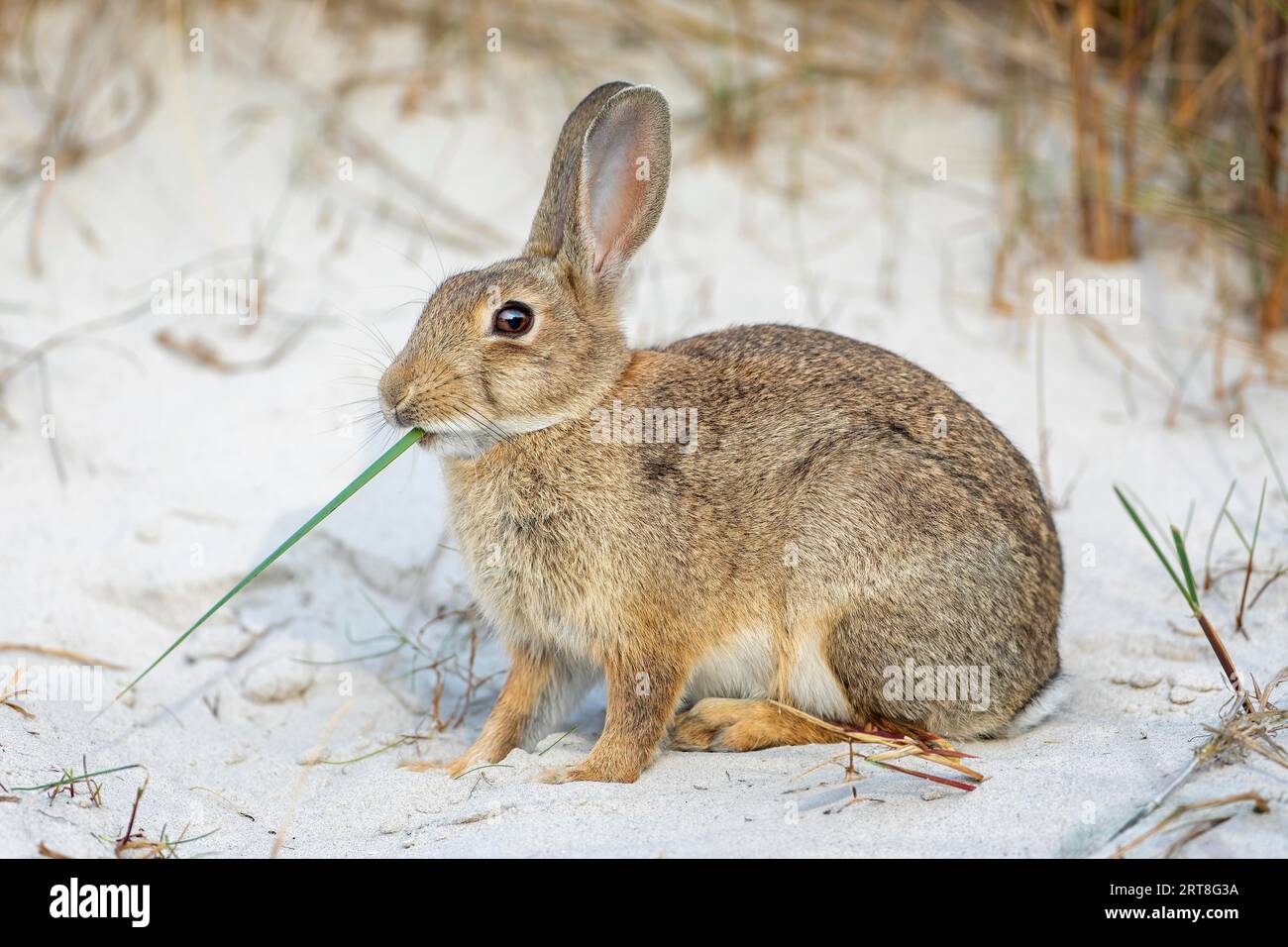 European rabbit (Oryctolagus cuniculus) foraging, eating dune grass, in ...