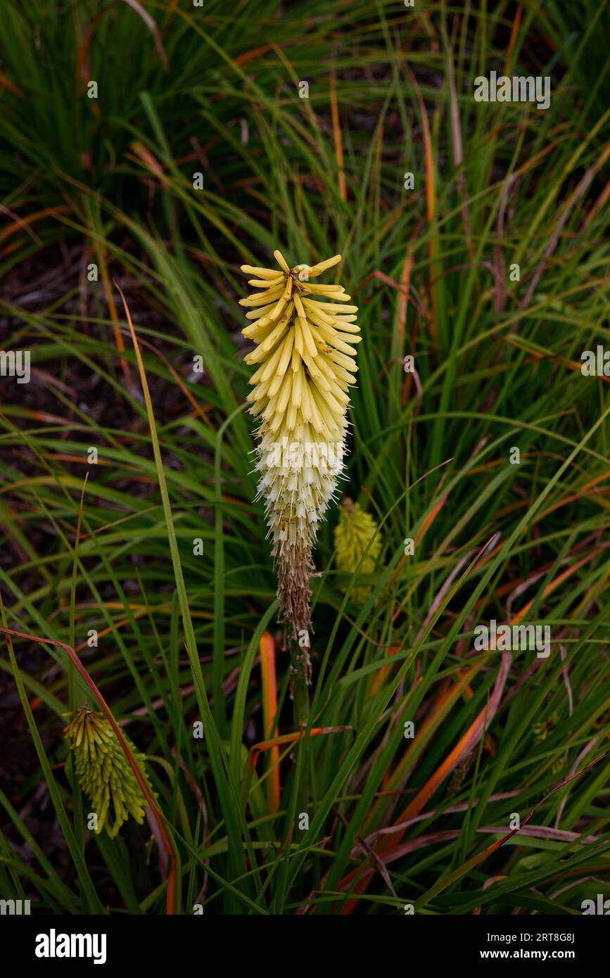 Closeup of the greenish-yellow flower of the summer flowering herbaceous perennial hot poker garden plant kniphofia percy's pride. Stock Photo